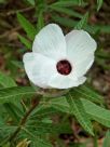 Hibiscus heterophyllus