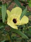 Hibiscus heterophyllus