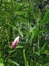 Hibiscus heterophyllus