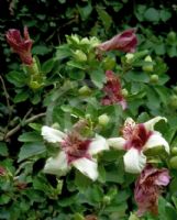 Hibiscus insularis