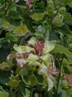 Hibiscus insularis