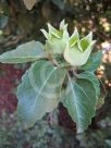 Hibiscus insularis