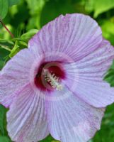 Hibiscus moscheutos