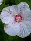 Hibiscus moscheutos