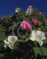 Hibiscus mutabilis