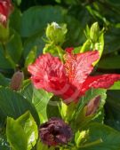 Hibiscus rosa-sinensis