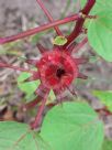 Hibiscus sabdariffa