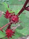 Hibiscus sabdariffa