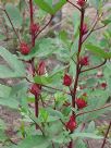 Hibiscus sabdariffa