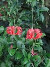 Hibiscus schizopetalus