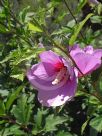 Hibiscus syriacus