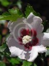 Hibiscus syriacus