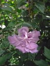 Hibiscus syriacus