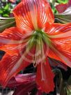 Hippeastrum