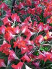 Hippeastrum