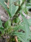 Hippobroma longiflora