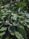 Hosta sieboldiana elegans Elegans