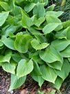 Hosta ventricosa