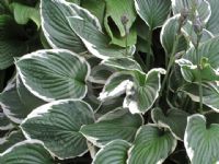 Hosta Francee