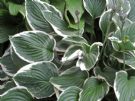 Hosta Francee