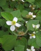 Houttuynia cordata