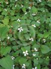 Houttuynia cordata