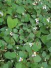 Houttuynia cordata