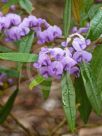 Hovea acutifolia