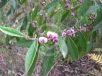 Hovea acutifolia