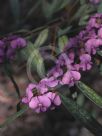 Hovea acutifolia