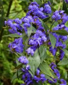 Hovea elliptica