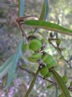 Hovea elliptica