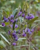 Hovea lanceolata