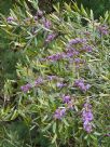 Hovea lanceolata