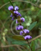 Hovea purpurea