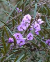 Hovea rosmarinifolia