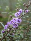 Hovea rosmarinifolia