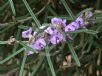 Hovea rosmarinifolia