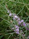 Hovea rosmarinifolia