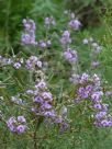 Hovea rosmarinifolia