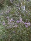 Hovea rosmarinifolia