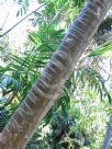 Howea belmoreana