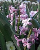 Hyacinthus orientalis