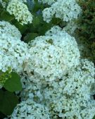 Hydrangea arborescens Annabelle