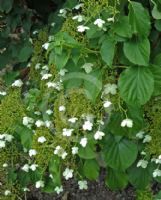 Hydrangea petiolaris