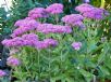 Sedum Autumn Joy