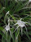 Hymenocallis caribaea