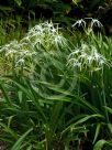 Hymenocallis caribaea