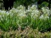 Hymenocallis caribaea