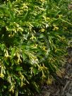 Hymenosporum flavum Gold Nugget